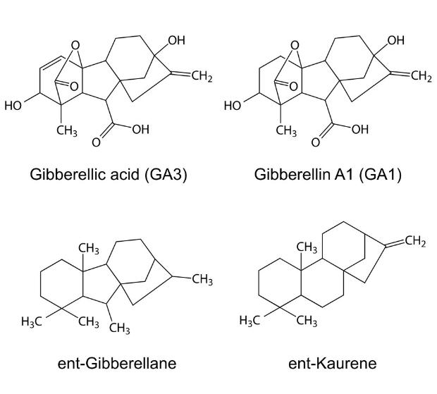 Gibberellins (GAs)